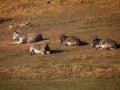 Donkeys sleeping in dry pasture