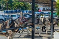 Donkeys in the town of Mijas, Andalusia, southern Spain Royalty Free Stock Photo
