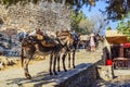 Donkeys for transporting people at the top point of the Acropolis of Lindos. Rhodes Island, Greece Royalty Free Stock Photo