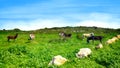 Donkeys under a blue sky in green hills