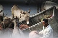 Donkeys waiting to be loaded in Merkato Market, Ethiopia