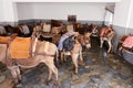 Donkeys are waiting for tourists. Using donkey taxi to the Acropolis is a popular tourist