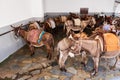 Donkeys are waiting for tourists. Using donkey taxi to the Acropolis is a popular tourist