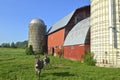 Donkeys walk from old red barn Royalty Free Stock Photo