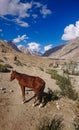Donkeys walk pass in the Karakorum Mountains in Northern Pakistan, Landscape of K2 trekking trail in Karakoram range