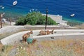Donkeys walking down the hill in Santorini, Greece