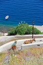 Donkeys walking down the hill in Santorini, Greece