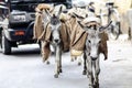 Donkeys walking on a street carying a luggage in India.