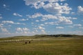 Donkeys walking to Fence in Custer State Park in South Dakota