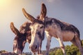 Donkeys watching us during the way of St. James, in Cantabria, S