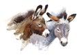 Donkeys Watercolor Animals Illustration Hand Painted Royalty Free Stock Photo