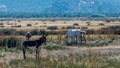 Donkeys and white horses in a field in Greece