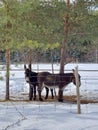 Donkeys in the winter, sweden Donkey,  forest, woods, two, horse, snow, sweden, Royalty Free Stock Photo