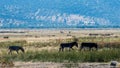 Donkeys walking in a field with mountains in the background in Gr