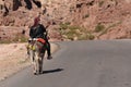 Donkeys working as transport and pack animals in Petra, Jordan. Persistent animals used to transport tourists around the ancient