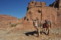 Donkeys working as transport and pack animals in Petra, Jordan. Persistent animals used to transport tourists around the ancient