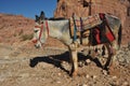 Donkeys working as transport and pack animals in Petra, Jordan. Persistent animals used to transport tourists around the ancient