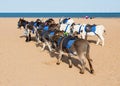 Donkies from Donkey Rides on Skegness Beach, Linclolnshire, England. Royalty Free Stock Photo