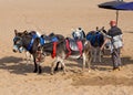 Donkies from Donkey Rides on Skegness Beach, Linclolnshire, England.