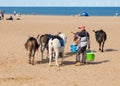 Donkies from Donkey Rides on Skegness Beach, Linclolnshire, England.