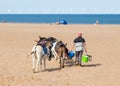 Donkies from Donkey Rides on Skegness Beach, Linclolnshire, England.