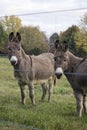 Donkies Royalty Free Stock Photo