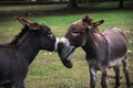 Donkies fighting Royalty Free Stock Photo