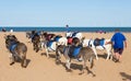 Donkies from Donkey Rides on Skegness Beach, Linclolnshire, England. Royalty Free Stock Photo