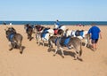 Donkies from Donkey Rides on Skegness Beach, Linclolnshire, England.