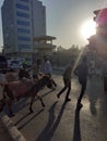 Donky crossing the street addis ababa ethiopia Royalty Free Stock Photo