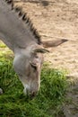 Donky eat grass or hay. Wild animal in zoo, at summer sunny weather Royalty Free Stock Photo