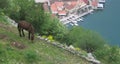 Donky eating the grass in kotor by the sea Royalty Free Stock Photo