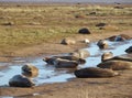 Donna Nook grey seal colony Royalty Free Stock Photo