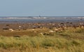 Donna Nook Seal Colony Royalty Free Stock Photo