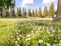 Pines and Flowers in Donnelly Park