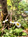 Tiny Flowers in Donnelly Park