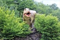 Dinosaur in the Dino Parc in Germany