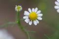 Two small .Pharmacy chamomile and an ant . Royalty Free Stock Photo