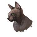 Donskoy, Don Sphynx or Russian Hairless cat isolated on white. Digital art illustration of hand drawn kitty for web. Hairless pet