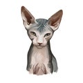 Donskoy, Don Sphynx or Russian Hairless cat isolated on white. Digital art illustration of hand drawn kitty for web. Hairless pet