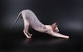 The Donskoy sphinx cat Royalty Free Stock Photo