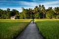 Rice fields at sunset - Donsol Philippines Royalty Free Stock Photo