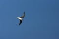 Donsstormvogel, Soft-plumaged Petrel, Pterodroma mollis Royalty Free Stock Photo