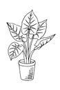 Doodle of alocasia odora in pot