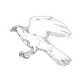 Northern Goshawk Swooping Doodle Art