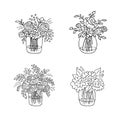 Doodle bouquets set,hand drawn flowers.Floral sketch, drawing, still life.Romantic bunches,gift to holiday.Botanical illustration.