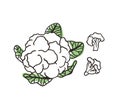 Doodle cabbage cauliflower. Hand drawn stylish fruit and vegetable. Vector artistic drawing fresh organic food. Summer