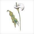 Doodle calla lily flower isolated on white. Sketch flower. Hand drawing color sketch. Outline vector stock illustration Royalty Free Stock Photo