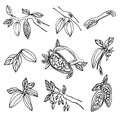 Doodle collection of cocoa beans, the branches of cocoa trees growing on the branches of cocoa flowers Royalty Free Stock Photo