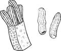 Doodle coloring page for adults with churros. Ink art with spanish food. Vector illustration